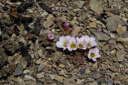 Oxalis enneaphylla
