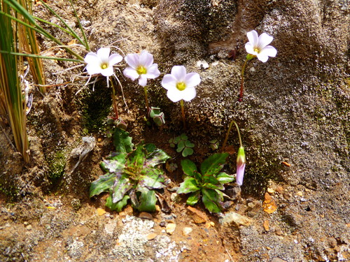 Oxalis eriolepis