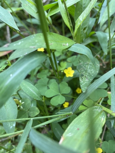 Oxalis europaea (Common Yellow Oxalis) — photo