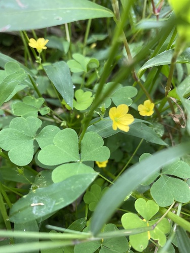 Oxalis europaea