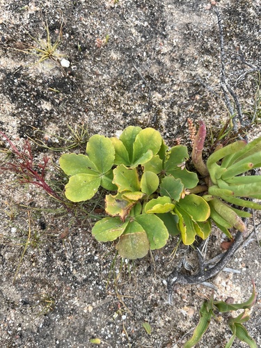 Oxalis fabifolia — photo