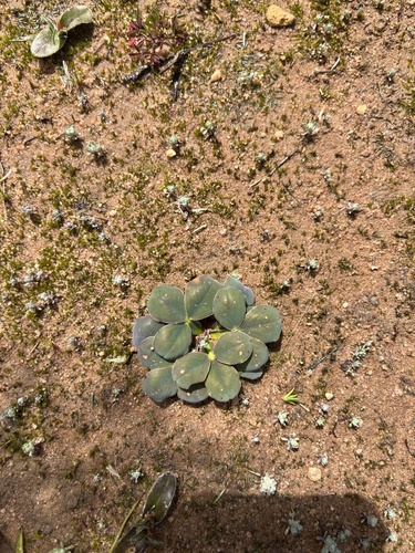 Oxalis fabifolia — photo