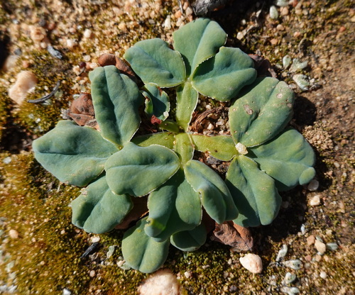 Oxalis fabifolia