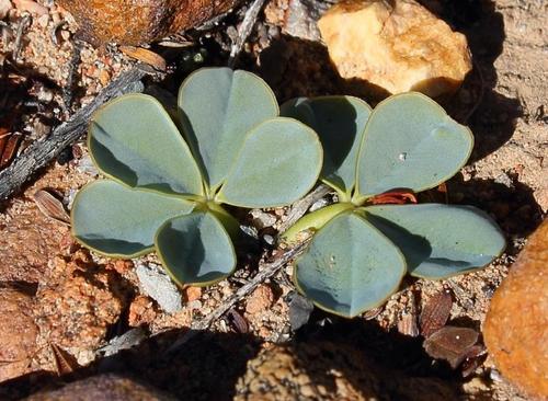 Oxalis flava (Pink Bulb Soursob) — photo