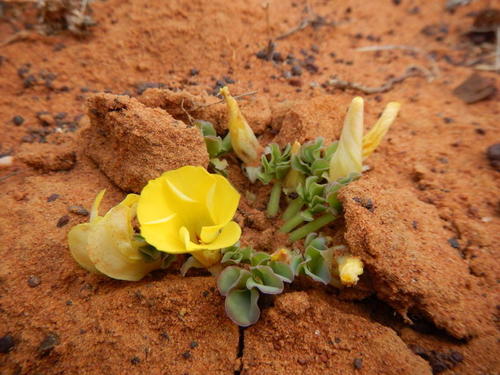 Oxalis flava (Pink Bulb Soursob) — photo