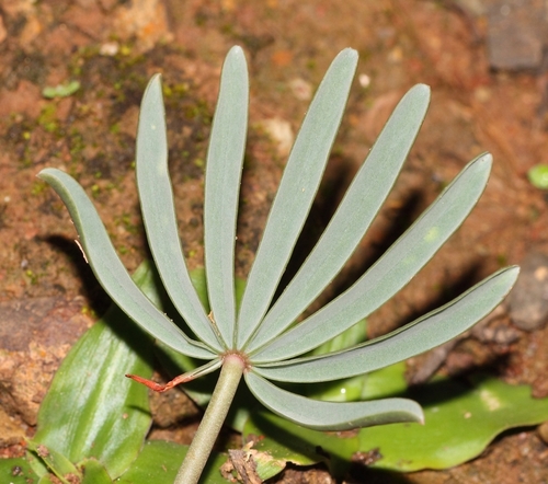 Oxalis flava