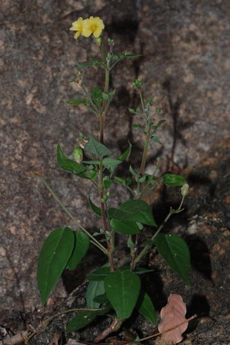 Oxalis frutescens (Shrubby Wood-sorrel) — photo