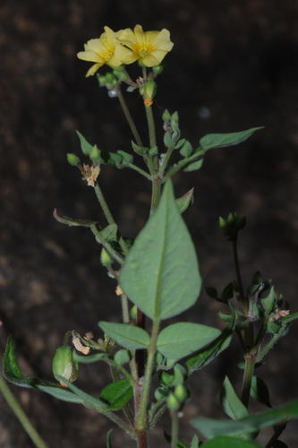 Oxalis frutescens (Shrubby Wood-sorrel) — photo
