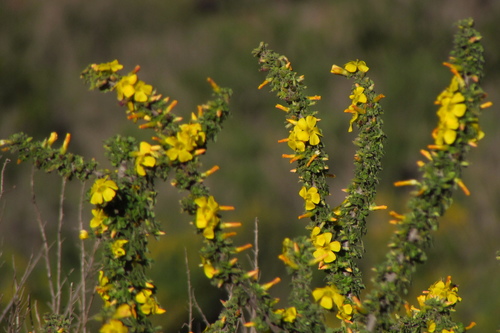 Oxalis gigantea — photo
