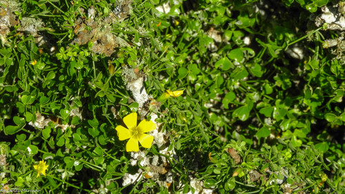 Oxalis gigantea — photo