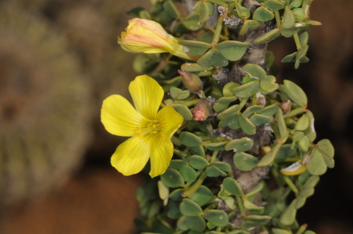 Oxalis gigantea