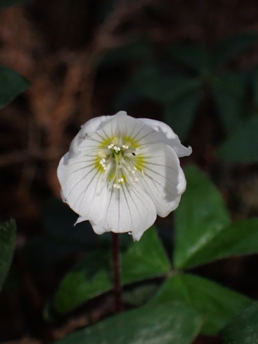 Oxalis griffithii