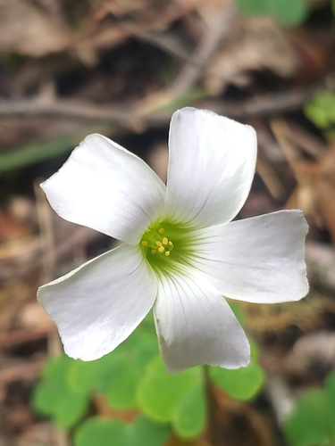 Oxalis incarnata (Pale pink-sorrel) — photo