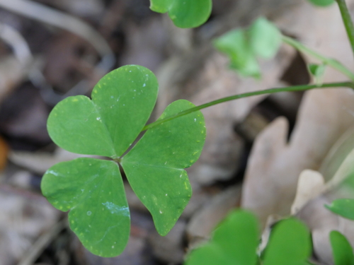 Oxalis incarnata (Pale pink-sorrel) — photo
