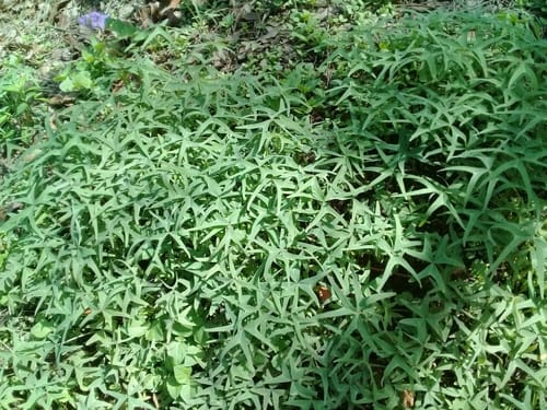 Oxalis latifolia (Fish-tailed Oxalis) — photo