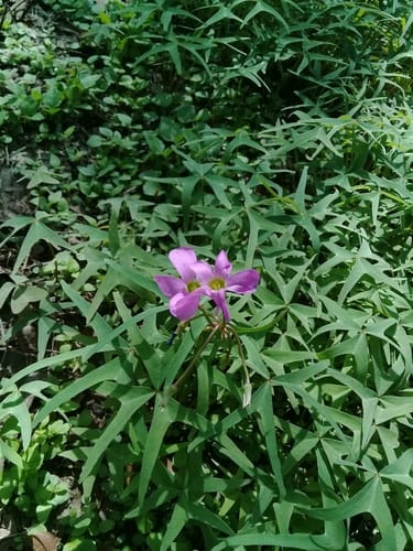 Oxalis latifolia (Fish-tailed Oxalis) — photo