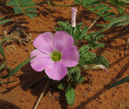 Oxalis lawsonii — photo
