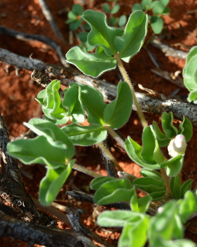 Oxalis lawsonii — photo