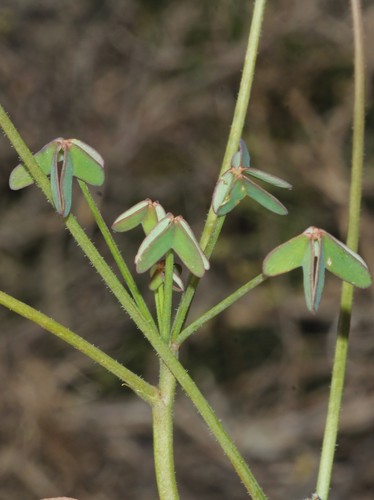 Oxalis livida — photo