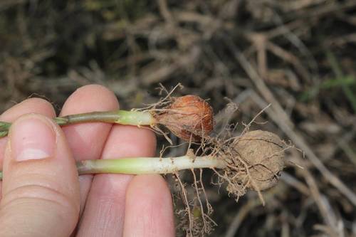 Oxalis livida — photo