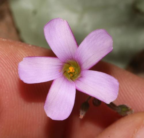 Oxalis livida