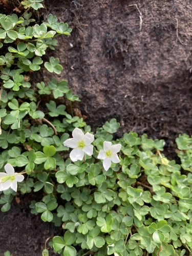 Oxalis magellanica (White Wood-Sorrel) — photo