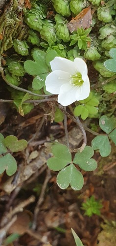 Oxalis magellanica (White Wood-Sorrel) — photo