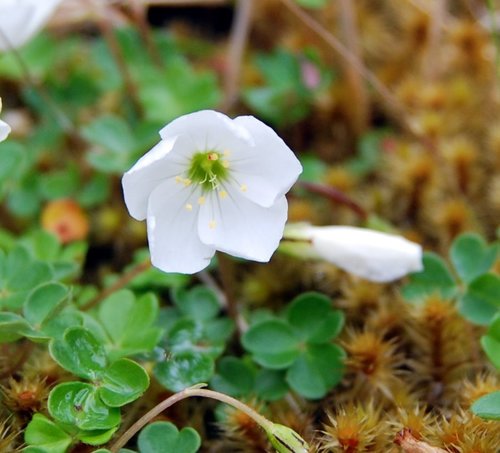 Oxalis magellanica
