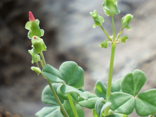 Oxalis megalorrhiza (Fleshy yellow wood sorrel) — photo