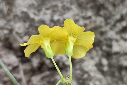 Oxalis megalorrhiza (Fleshy yellow wood sorrel) — photo
