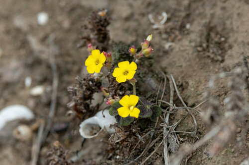 Oxalis megalorrhiza