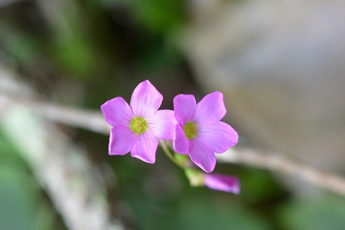 Oxalis nelsonii — photo
