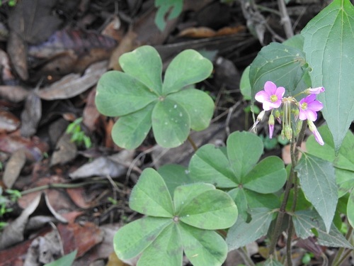 Oxalis nelsonii — photo