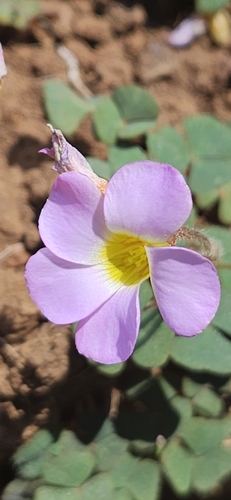 Oxalis obliquifolia (Oblique-leaved sorrel) — photo