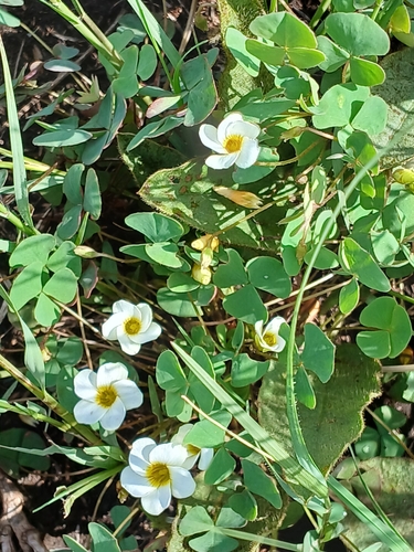 Oxalis obliquifolia (Oblique-leaved sorrel) — photo