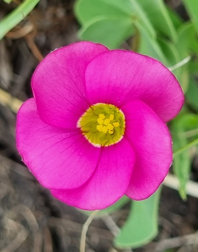 Oxalis obliquifolia