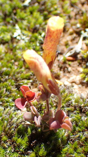 Oxalis obtusa — photo