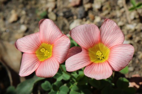 Oxalis obtusa — photo