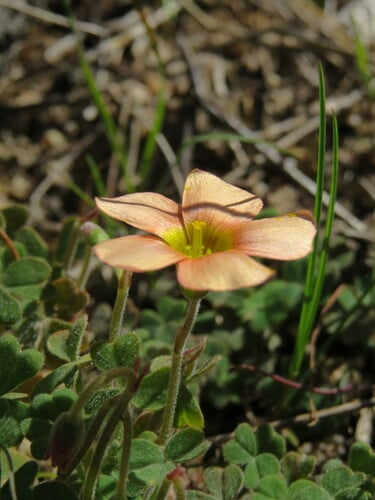 Oxalis obtusa
