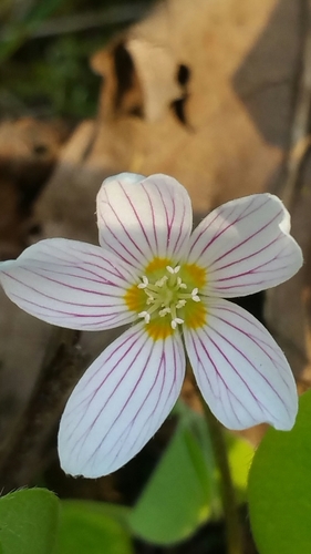 Oxalis oregana (Redwood sorrel) — photo