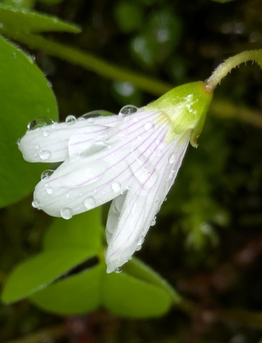Oxalis oregana (Redwood sorrel) — photo