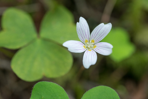Oxalis oregana