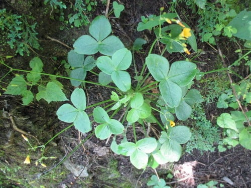 Oxalis peduncularis (Chulco grande) — photo
