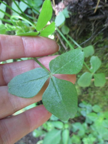 Oxalis peduncularis