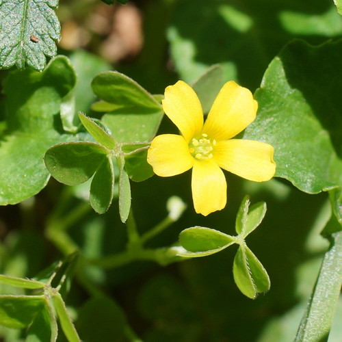 Oxalis perennans (Scour Grass) — photo