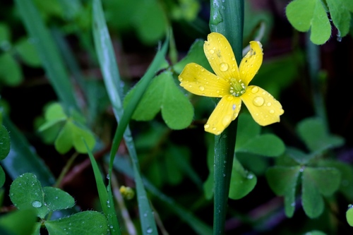 Oxalis perennans (Scour Grass) — photo
