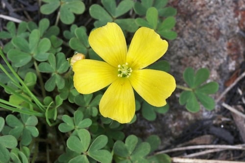 Oxalis perennans