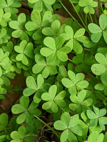 Oxalis pes-caprae (Bermuda buttercup) — photo