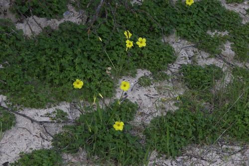 Oxalis pes-caprae (Bermuda buttercup) — photo