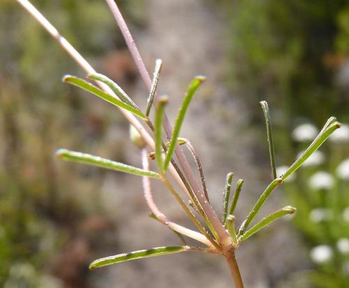 Oxalis polyphylla — photo